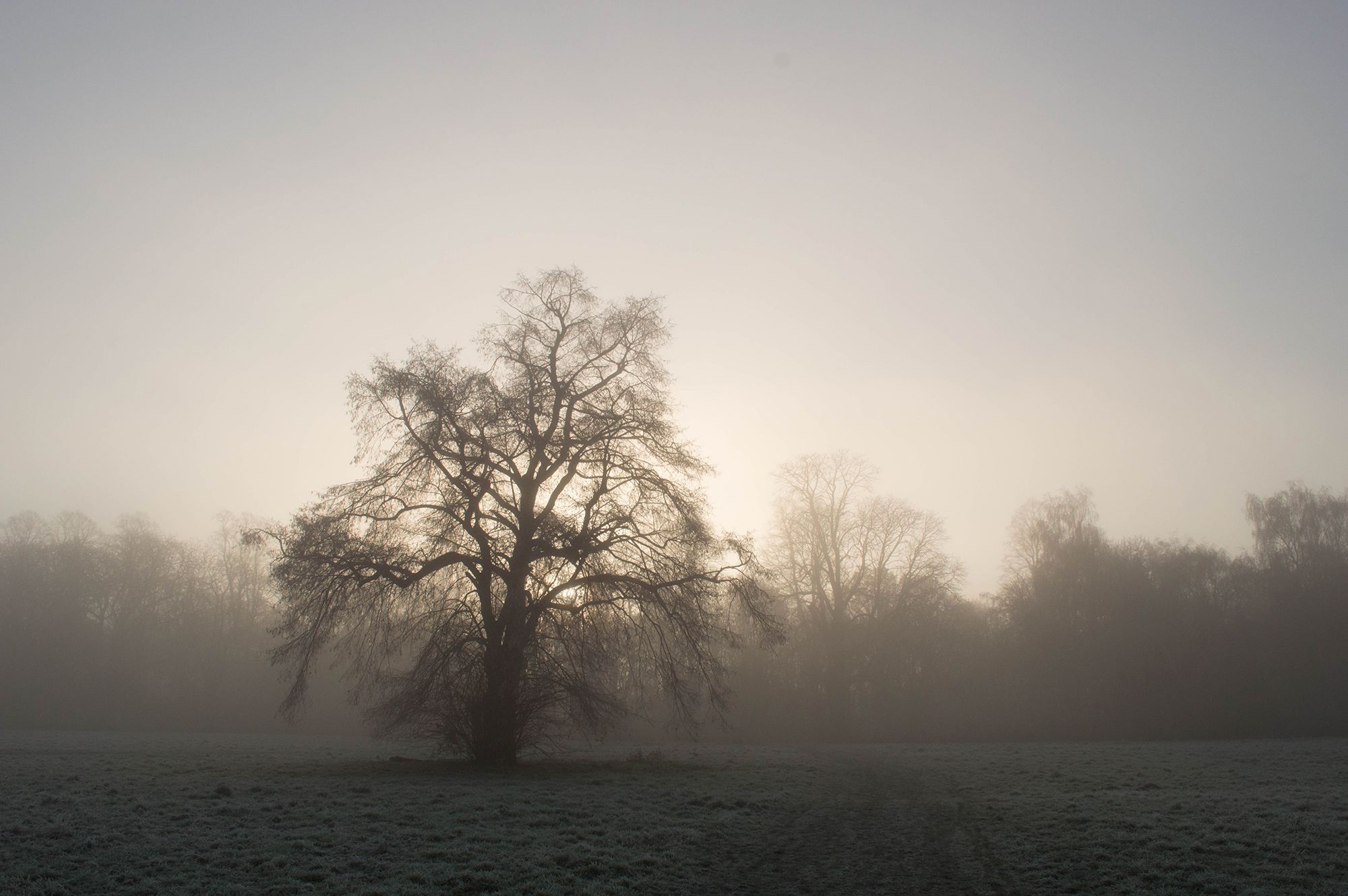 Misty Nonsuch Park